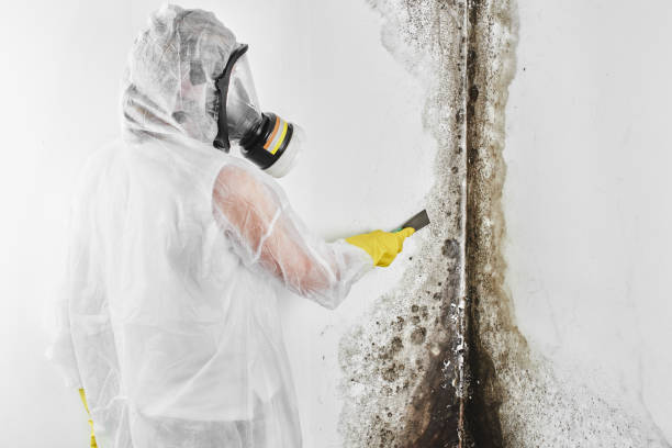 Professional Mold Remediation in Montpelier, IN